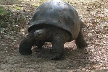 Aldabra tortoise in Arkansas